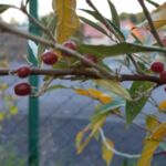 Pointilla Amoroso Beeren