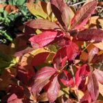 Rhododendron Herbstfärbung