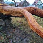 Adontosaurus: Seitenansicht