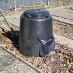 Rhabarber wird vorgetrieben