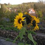 Herbstblüten: Sonnenblume