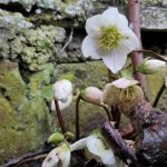 Erste Blüten