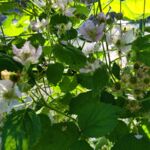 Brombeerblüten