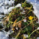 Blume im Schnee