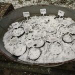 Kaltkeimer im Schnee