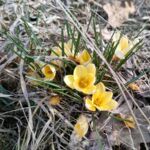 Krokusse