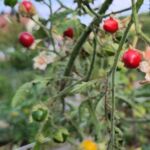 Litchi-Tomate: Reife Früchte
