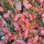 Kupferfelsenbirne (Herbstfärbung)