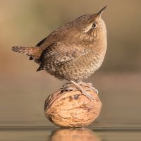 Zaunkönig auf Walnuss (AdobeStock 242299917)