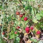 Massenhaft Walderdbeeren