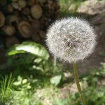 Pusteblume