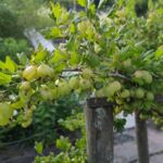 Stachelbeeren