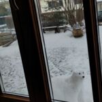 Blick vom Jugendzimmer auf den Eisbär