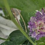 Passionsblume Eia Popeia (R) blüht