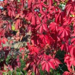Herbstfärbung vom Wilden Wein