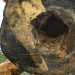 Anodontosaurus: Blick in's zahnlose Maul
