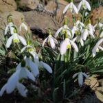 Schneeglöckchen