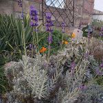 Herbstblüten: Lavendel