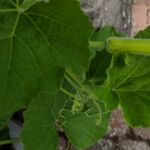 Flaschenkürbis: Unreife Frucht