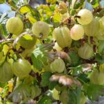Massenhaft Stachelbeeren