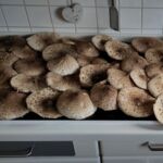 Schirmpilze