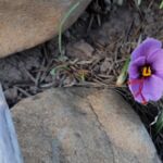 Safranblüte