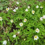 Anemonen