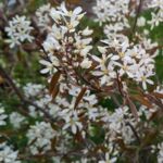 Kupferfelsenbirne blüht