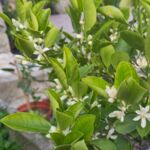 Calamondine blüht