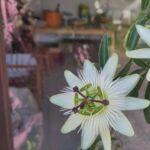 Constance Eliot mit Bienen