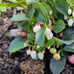 Niederliegende Rebhuhnbeere: Blüten und Früchte