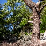 Kinder auf einem Baum