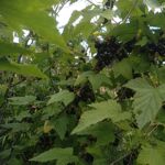 Schwarze Johannisbeeren