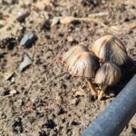 Goldene Pilze