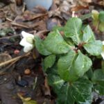 Erste Blüten