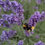 Hummel an Lavendel