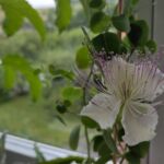 Kapern-Blüte