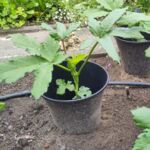 Okra