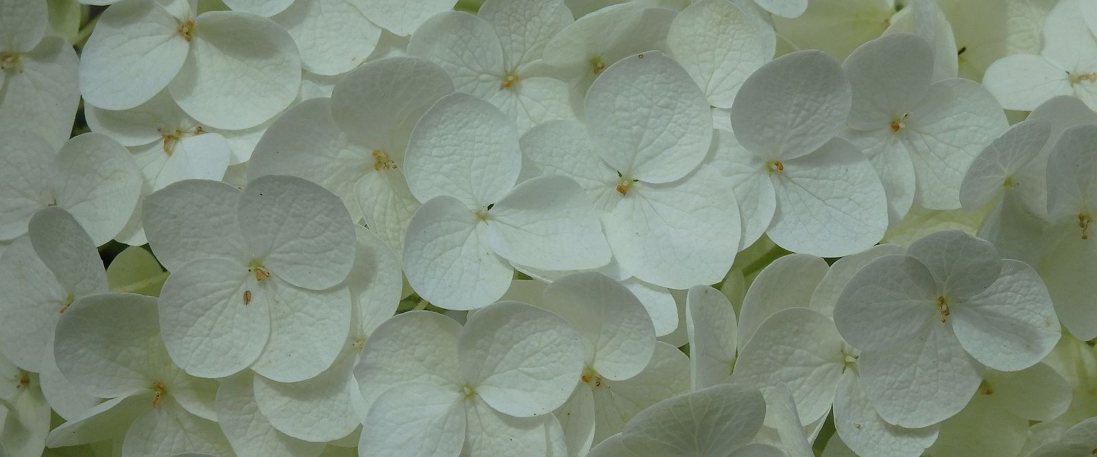 Weiße Blüten 