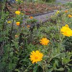 Herbstblüten: Ringelblumen