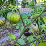 Grüne Tomaten (Tomatillos)