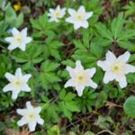 Anemonen