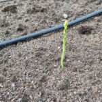 Erster grüner Spargel