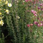 Blumen