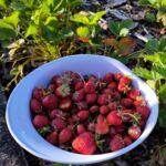 Erdbeeren