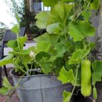 Flaschenkürbis: Frucht