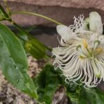 Passionsblume Snowstar (R) blüht
