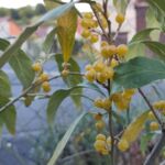 Pointilla Fortunella Beeren