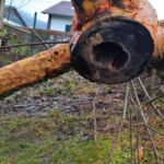 Anodontosaurus: Blick in's zahnlose Maul