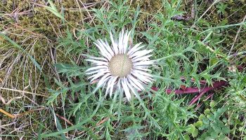 Silberdistel